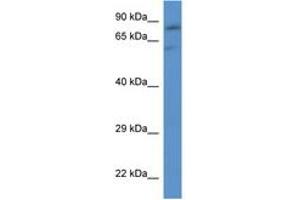 Image no. 1 for anti-Solute Carrier Family 26 (Sulfate Transporter), Member 2 (SLC26A2) (AA 635-684) antibody (ABIN6746225)
