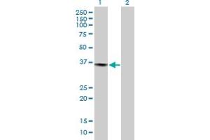 Western Blot analysis of PRPF40A expression in transfected 293T cell line by PRPF40A MaxPab polyclonal antibody. (PRPF40A 抗体  (AA 1-215))