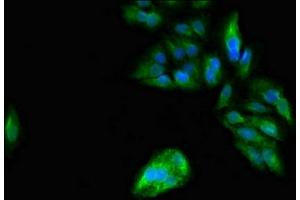 Immunofluorescent analysis of Hela cells using ABIN7162911 at dilution of 1:100 and Alexa Fluor 488-congugated AffiniPure Goat Anti-Rabbit IgG(H+L) (PER3 抗体  (AA 1-131))