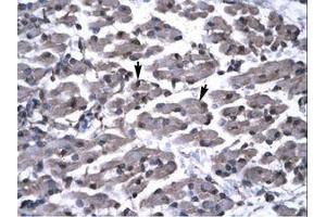 Image no. 1 for anti-PRKC, Apoptosis, WT1, Regulator (PAWR) (AA 166-215) antibody (ABIN6735796) (PAWR 抗体  (AA 166-215))