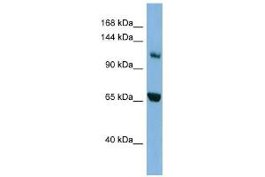 Myosin Ie antibody used at 1 ug/ml to detect target protein.