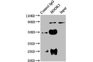 Immunoprecipitating HOOK3 in 293 whole cell lysate Lane 1: Rabbit control IgG instead of ABIN7165641 in 293 whole cell lysate. (HOOK3 抗体  (AA 357-455))