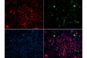 Immunofluorescence analysis of GFP-RNF168 transgenic U2OS cells using CETN2 antibody (ABIN1876585). (CETN2 抗体)