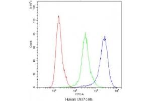 Flow cytometry testing of human U937 cells with Cyclophilin A antibody at 1ug/10^6 cells (blocked with goat sera) (PPIA 抗体)