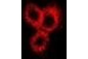 Immunofluorescent analysis of Neurokinin B staining in Hela cells. (Tachykinin 3 抗体)