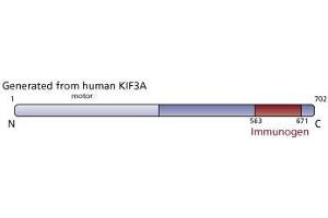 Image no. 3 for anti-Kinesin Family Member 3A (KIF3A) (AA 563-671) antibody (ABIN968567)