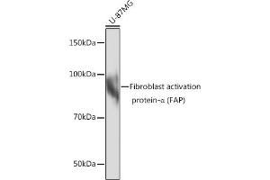 Western blot analysis of extracts of U-87MG cells, using Fibroblast activation protein-α (FAP) Rabbit mAb (ABIN7267180) at 1:1000 dilution. (FAP 抗体)