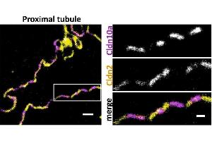 Representative STED image of the TJ in mouse proximal tubule immunostained for Cldn2 (yellow; 2nd-Atto647N) and Cldn10a (magenta; 2nd-AF594). (CLDN10 抗体  (C-Term))