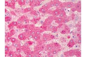 Immunohistochemical staining (Formalin-fixed paraffin-embedded sections) of human liver with GPX7 monoclonal antibody, clone 2704  at 10 ug/mL working concentration. (Glutathione Peroxidase 7 抗体)