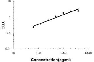 anti-Interleukin 32 (IL32) (AA 31-234) antibody