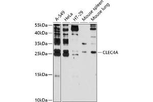 CLEC4A 抗体  (AA 70-237)