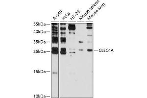 Western blot analysis of extracts of various cell lines, using CLEC4A antibody (ABIN3016506, ABIN3016507, ABIN3016508 and ABIN6219767) at 1:3000 dilution. (CLEC4A 抗体  (AA 70-237))