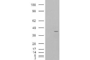 Western Blotting (WB) image for anti-Neutrophil Cytosolic Factor 4, 40kDa (NCF4) antibody (ABIN5929950) (NCF4 抗体)