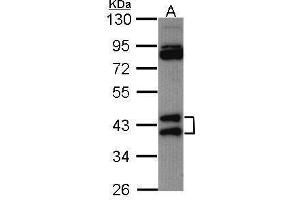 WB Image Sample (30 ug of whole cell lysate) A: Hela 10% SDS PAGE antibody diluted at 1:1000 (HNRNPAB 抗体)