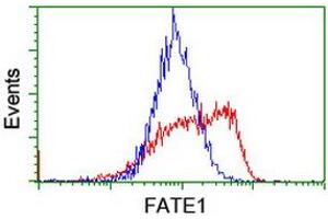 Image no. 2 for anti-Fetal and Adult Testis Expressed 1 (FATE1) antibody (ABIN1498221) (FATE1 抗体)