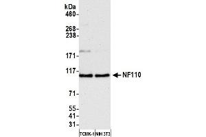 Western Blotting (WB) image for anti-Interleukin enhancer-binding factor 3 (ILF3) (AA 456-506) antibody (ABIN7453567) (Interleukin enhancer-binding factor 3 (ILF3) (AA 456-506) 抗体)
