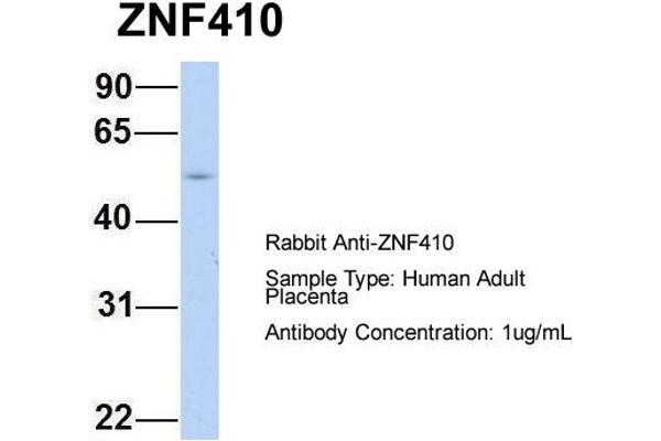 ZNF410 抗体  (N-Term)
