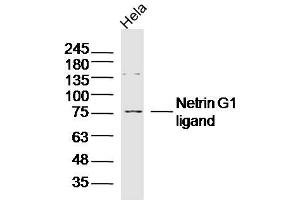 Hela lysates probed with Netrin G1 ligand Polyclonal Antibody, Unconjugated  at 1:300 dilution and 4˚C overnight incubation. (LRRC4C 抗体  (AA 561-640))