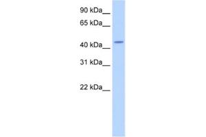 Western Blotting (WB) image for anti-tRNA Nucleotidyl Transferase, CCA-Adding, 1 (Trnt1) antibody (ABIN2462261) (Trnt1 抗体)