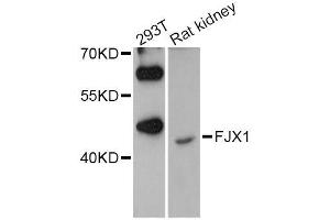 Western blot analysis of extracts of various cell lines, using FJX1 Antibody (ABIN5996629) at 1/1000 dilution. (FJX1 抗体)