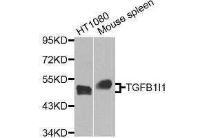 Western blot analysis of extracts of HT1080 and Mouse spleen cells, using TGFB1I1 antibody.