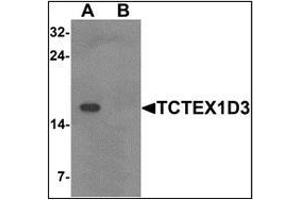 Western blot analysis of TCTEX1D3 in EL4 cell lysate with TCTEX1D3 at 1 ug/mL in (A) the absence and (B) the presence of blocking peptide.