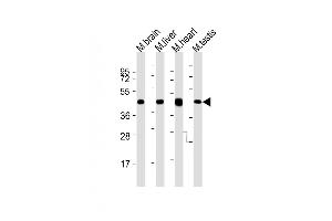 Western Blotting (WB) image for anti-Undifferentiated Embryonic Cell Transcription Factor 1 (UTF1) (AA 325-359), (C-Term) antibody (ABIN6242681)