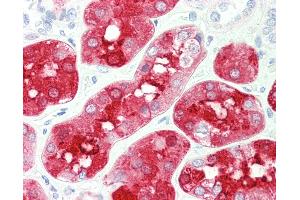Anti-BHMT antibody IHC staining of human kidney. (BHMT 抗体)