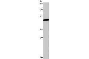 Western Blotting (WB) image for anti-Glucagon Receptor (GCGR) antibody (ABIN2434702) (Glucagon Receptor 抗体)