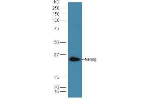 Lane 1: A549 cell lysates probed with Rabbit Anti-Nanog Polyclonal Antibody, Unconjugated  at 1:5000 for 90 min at 37˚C. (Nanog 抗体  (AA 71-170))