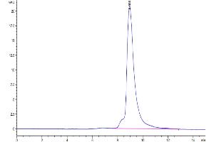 Size-exclusion chromatography-High Pressure Liquid Chromatography (SEC-HPLC) image for SARS-CoV-2 Spike (BA.2 - Omicron), (RBD) protein (His tag) (ABIN7273901)