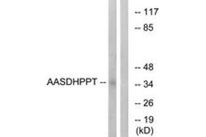 Western Blotting (WB) image for anti-Aminoadipate-Semialdehyde Dehydrogenase-phosphopantetheinyl Transferase (AASDHPPT) (AA 11-60) antibody (ABIN2890390) (AASDHPPT 抗体  (AA 11-60))