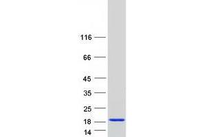 Western Blotting (WB) image for Prefoldin Subunit 1 (PFDN1) protein (Myc-DYKDDDDK Tag) (ABIN2728722)