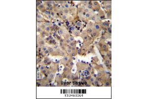 SGPL1 Antibody immunohistochemistry analysis in formalin fixed and paraffin embedded human liver tissue followed by peroxidase conjugation of the secondary antibody and DAB staining.