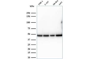Western Blot Analysis of human THP-1, U937, SK-BR3, and A431 cell lysates. (RPSA/Laminin Receptor 抗体)