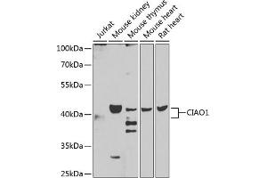 Western blot analysis of extracts of various cell lines, using CI antibody (ABIN6130236, ABIN6138617, ABIN6138618 and ABIN6223206) at 1:1000 dilution. (CIAO1 抗体  (AA 1-339))