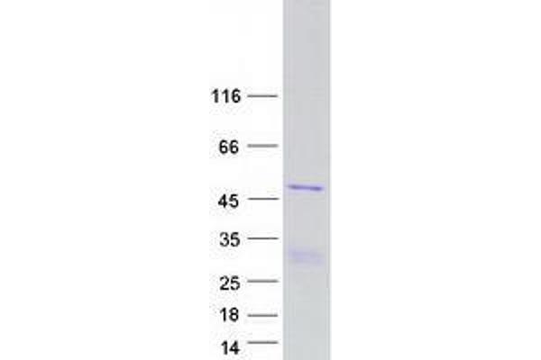CCDC16 Protein (Myc-DYKDDDDK Tag)