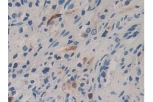 Immunohistochemistry (IHC) image for anti-Carboxypeptidase B1 (Tissue) (CPB1) (AA 111-417) antibody (ABIN7441961)