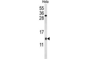 Western Blotting (WB) image for anti-Cytochrome C Oxidase Subunit Va (COX5A) antibody (ABIN3004055) (COX5A 抗体)