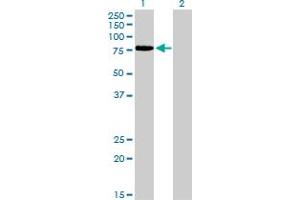 Western Blotting (WB) image for anti-Transcription Factor 12 (TCF12) (AA 364-454) antibody (ABIN598964)