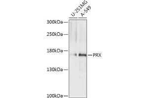 Western blot analysis of extracts of various cell lines, using PRX antibody (ABIN7269215) at 1:1000 dilution. (Periaxin 抗体  (AA 1250-1350))
