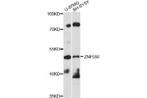 Western blot analysis of extracts of various cell lines, using ZNF566 antibody (ABIN6292444) at 1:1000 dilution. (ZNF566 抗体)