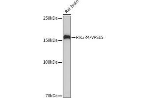 Western blot analysis of extracts of Rat brain, using PIK3R4/VPS15 Rabbit mAb (ABIN7269322) at 1:1000 dilution. (PIK3R4 抗体)