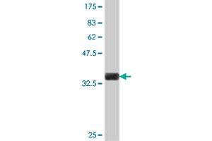 Western Blotting (WB) image for anti-Peptidyl Prolyl Cis/Trans Isomerase NIMA Interacting 4 Protein (PIN4) (AA 61-156) antibody (ABIN562243)