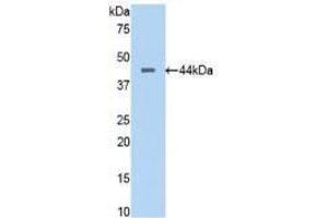 Western blot analysis of recombinant Human PTa. (PTF1A 抗体  (AA 177-328))