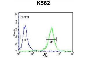 B3GAT1 Antibody (N-term) flow cytometric analysis of K562 cells (right histogram) compared to a negative control cell (left histogram).
