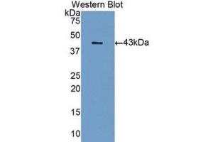 Western Blotting (WB) image for anti-Sialic Acid Binding Ig-Like Lectin 7 (SIGLEC7) (AA 18-353) antibody (ABIN1175022) (SIGLEC7 抗体  (AA 18-353))