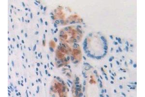 Detection of PFN3 in Human Stomach Tissue using Polyclonal Antibody to Profilin 3 (PFN3) (Profilin 3 抗体  (AA 1-133))