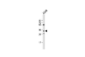 Anti-RPH3AL Antibody (C-term) at 1:1000 dilution + A549 whole cell lysate Lysates/proteins at 20 μg per lane. (RPH3AL 抗体  (C-Term))
