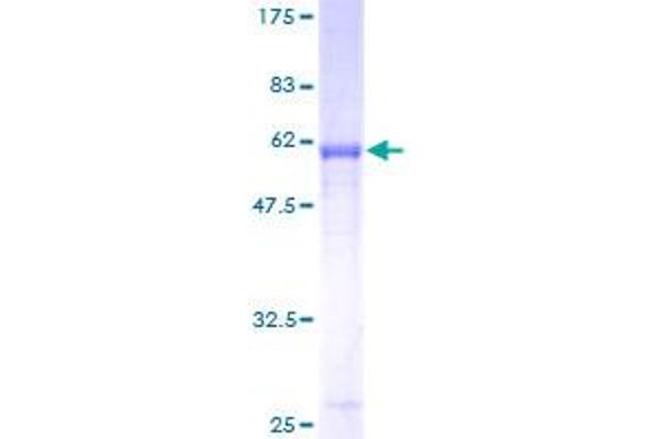 Syntaxin 7 Protein (STX7) (AA 1-261) (GST tag)